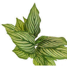 Растение искусственное "Калатея" , 42 см Белый-зеленый