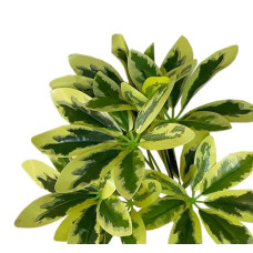 Растение искусственное "Шеффлера" , 30см Желтый-Зеленый,